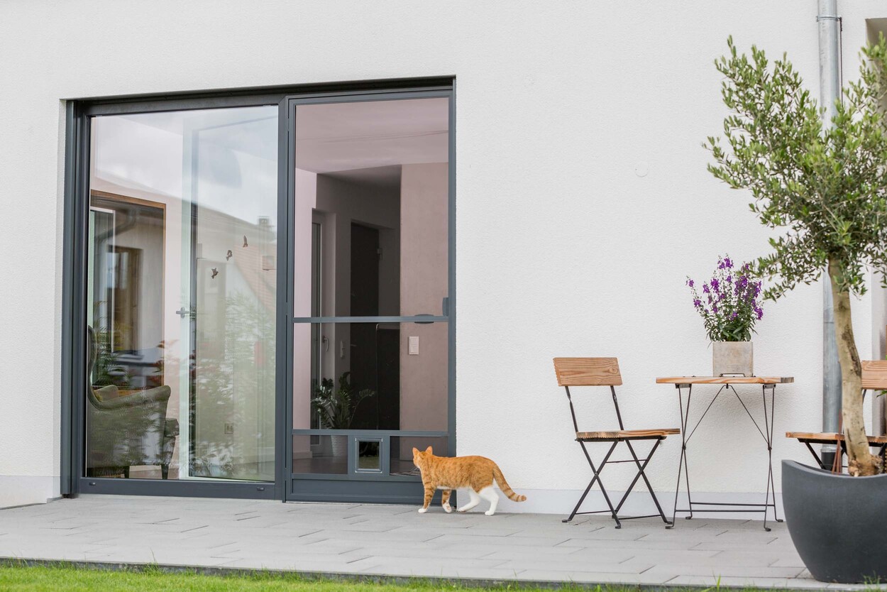 Getigerte Katze laeuft neugierig ueber Terrasse an moderner Glastuer vorbei